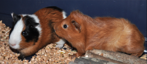 Marsvinen Theodor & Teddy